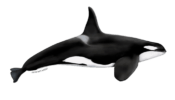 Orca-Cloething-Logo